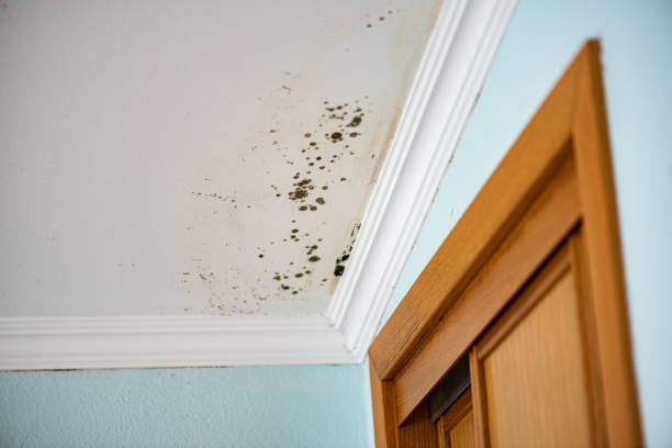 Professional Mold Removal in Watertown, SD